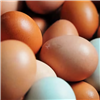 Free Range Eggs (dozen)